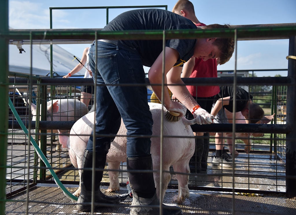 Ethan Tunik washes his swine before judging